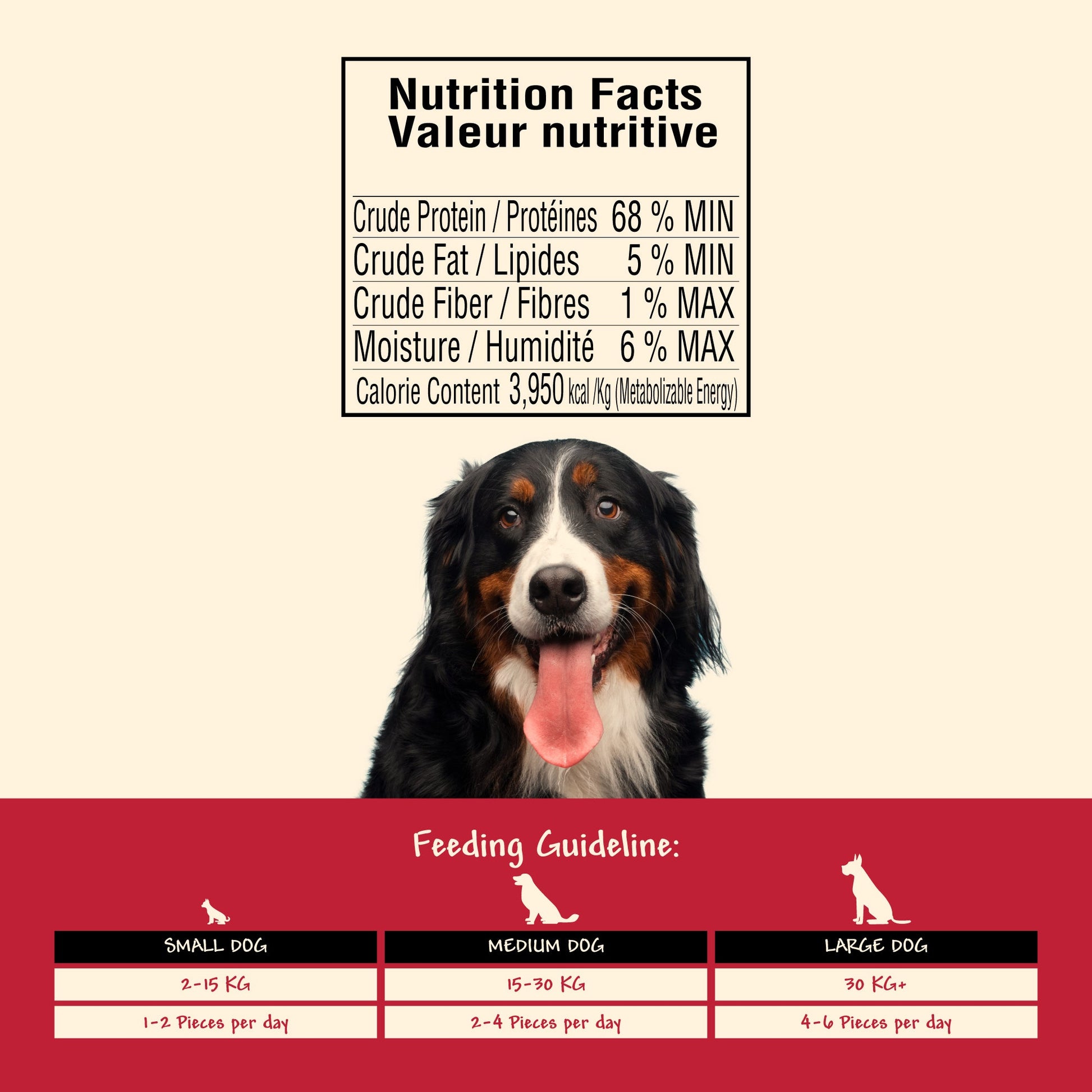 beautiful, happy dog with tongue out on a red and beige background